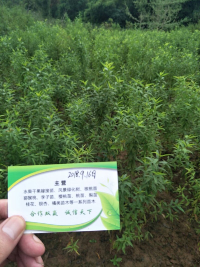 桃苗，冬桃，蜜桃水蜜桃，油桃