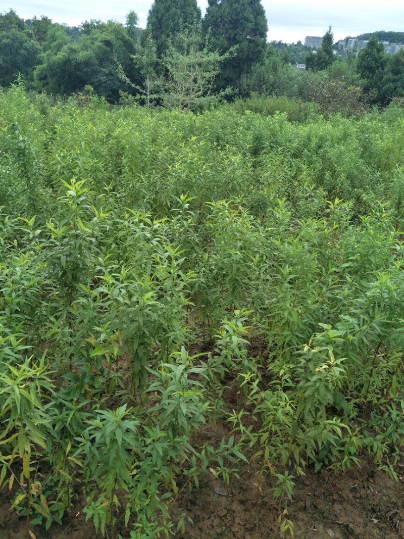 桃苗，冬桃，蜜桃水蜜桃，油桃