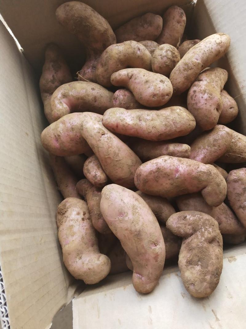 剑川红土豆