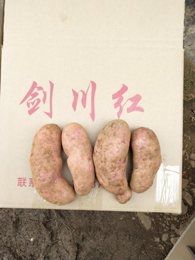 剑川红土豆