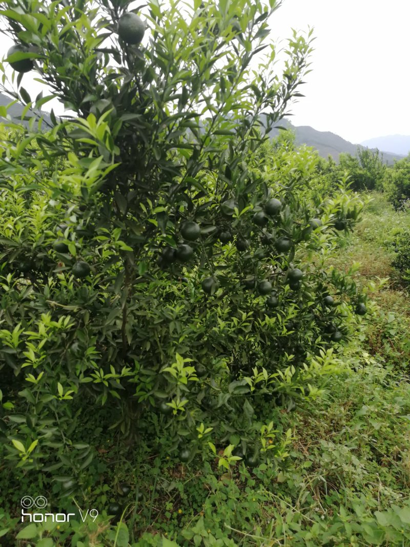 大量新会柑(小青柑)供应