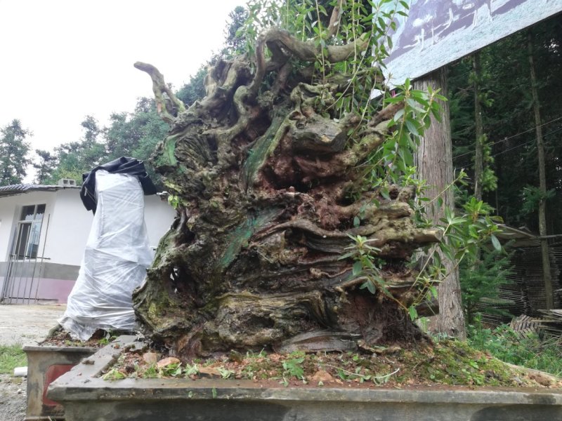 映山红熟桩