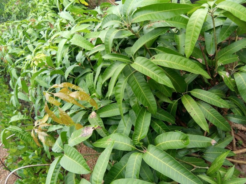 金煌芒果苗，杯苗，优质苗
