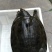 野生甲鱼