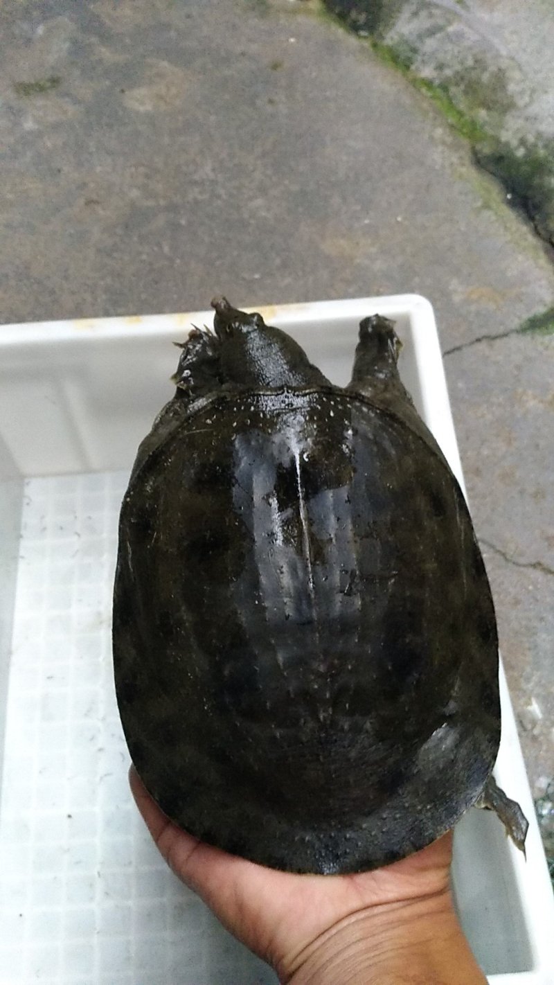 野生甲鱼