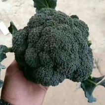 河北永年精品西兰花大量供应中，可供大型批发市场