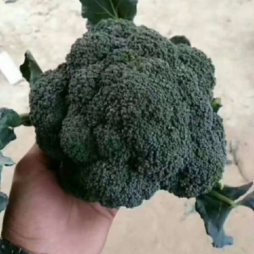 河北永年精品西兰花大量供应中，可供大型批发市场