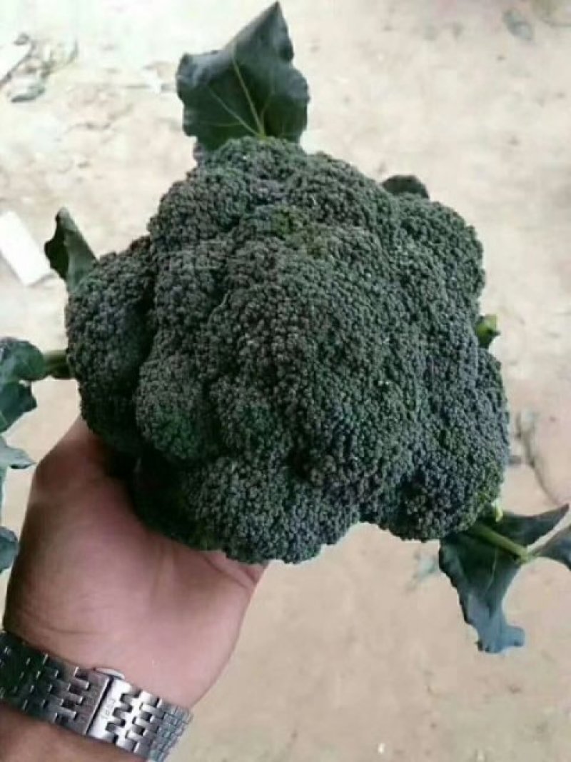 河北永年精品西兰花大量供应中，可供大型批发市场