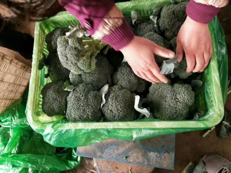 河北永年精品西兰花大量供应中，可供大型批发市场