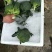 河北永年精品西兰花大量供应中，可供大型批发市场