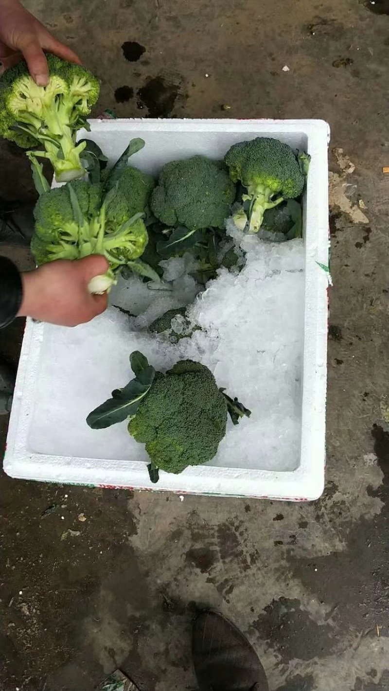 河北永年精品西兰花大量供应中，可供大型批发市场
