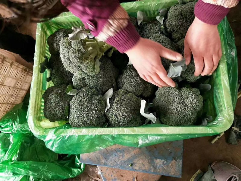 河北永年精品西兰花大量供应中，可供大型批发市场