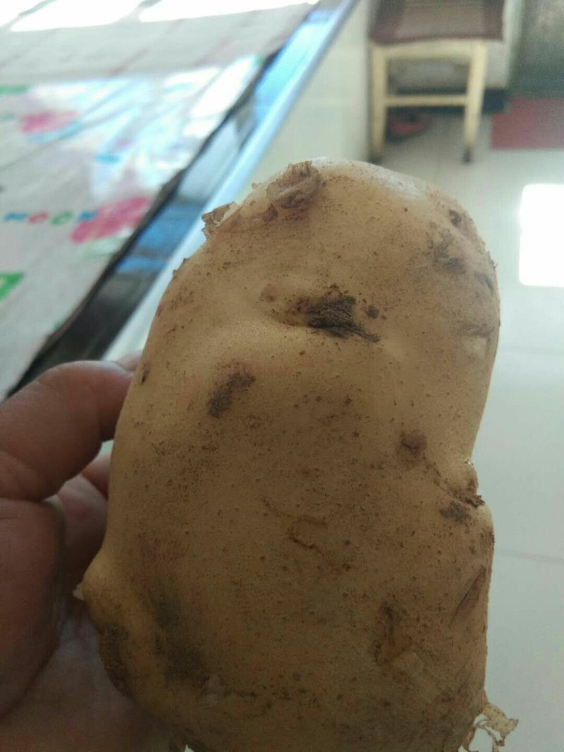 土豆(马玲薯)