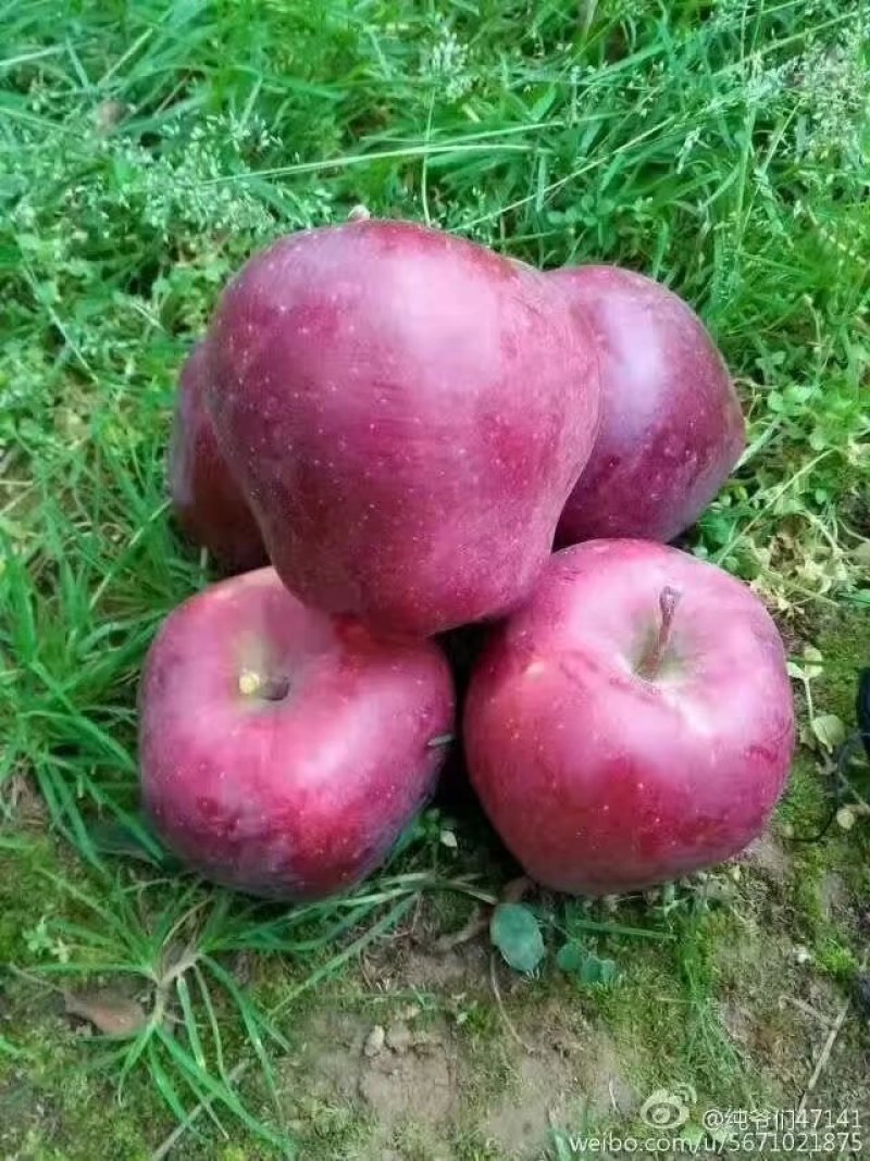 花牛