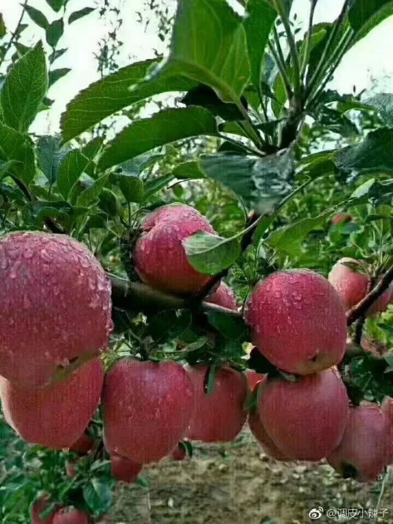 花牛