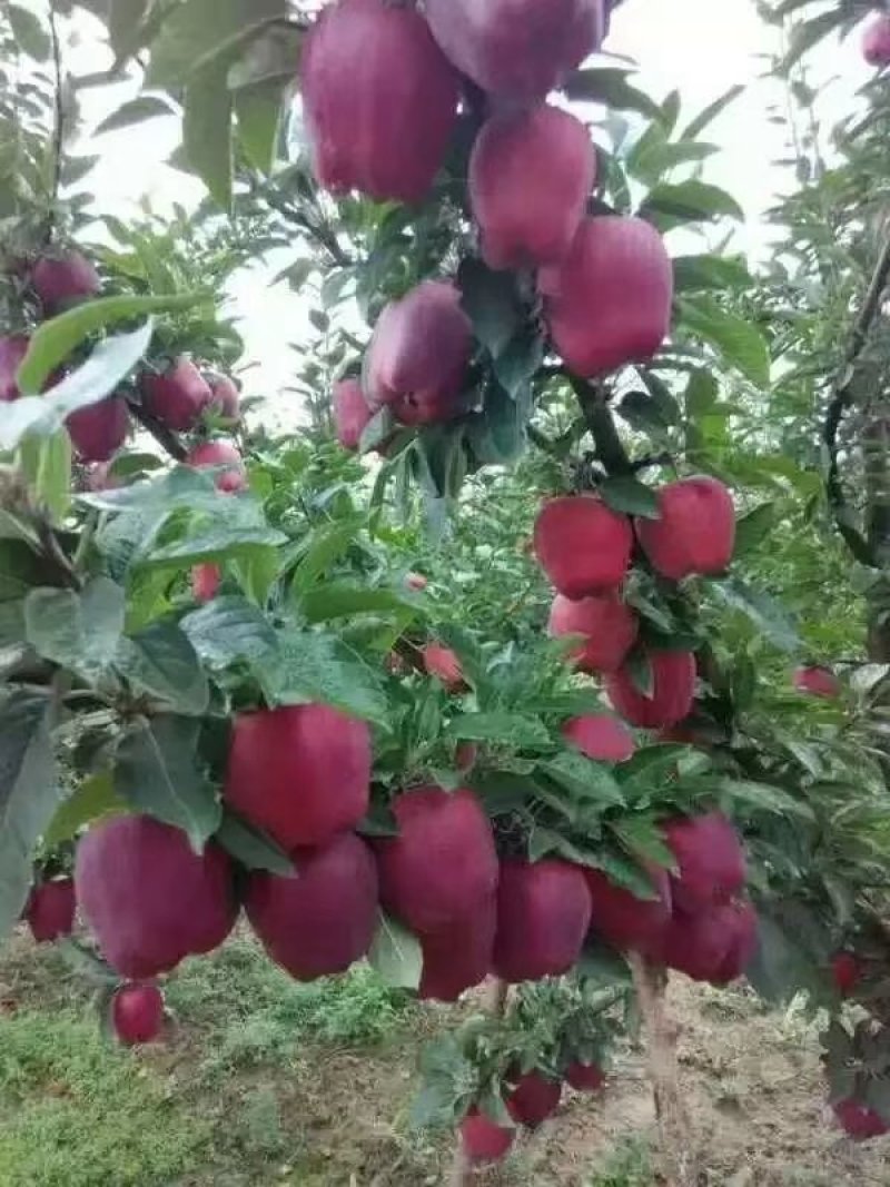 花牛