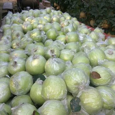 王林苹果，颜色青翠，口感好，耐储存，9月份上市