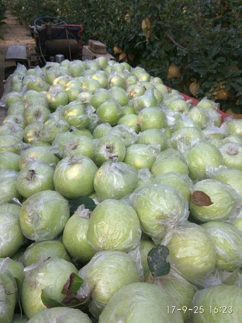 王林苹果，颜色青翠，口感好，耐储存，9月份上市