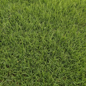 四季青黑麦草