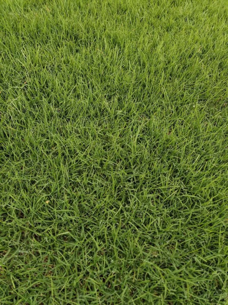 四季青黑麦草