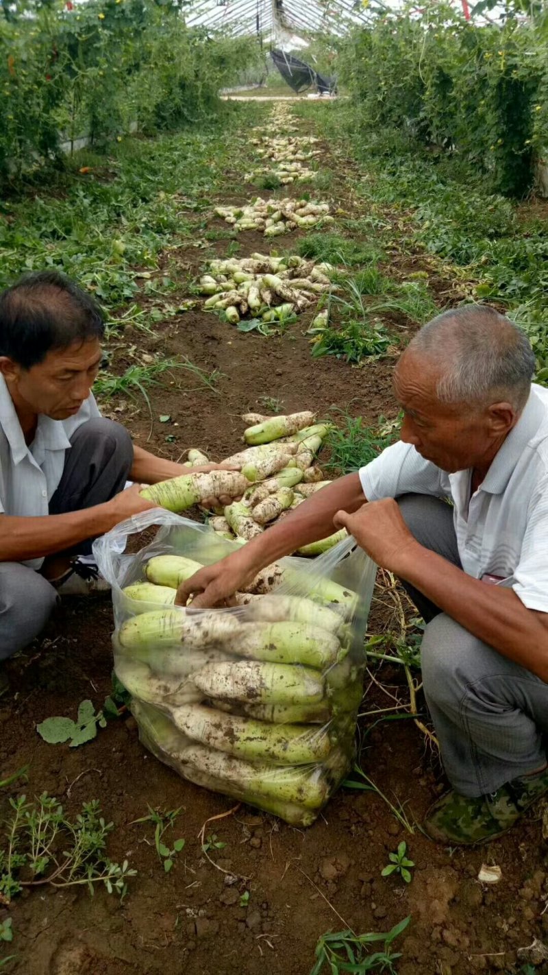 青萝卜大量上市支持各种包装