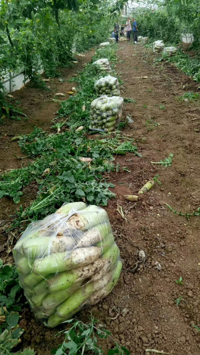 青萝卜大量上市支持各种包装