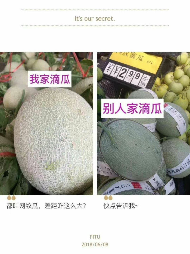 网纹瓜