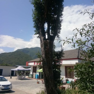 金弹子大熟桩