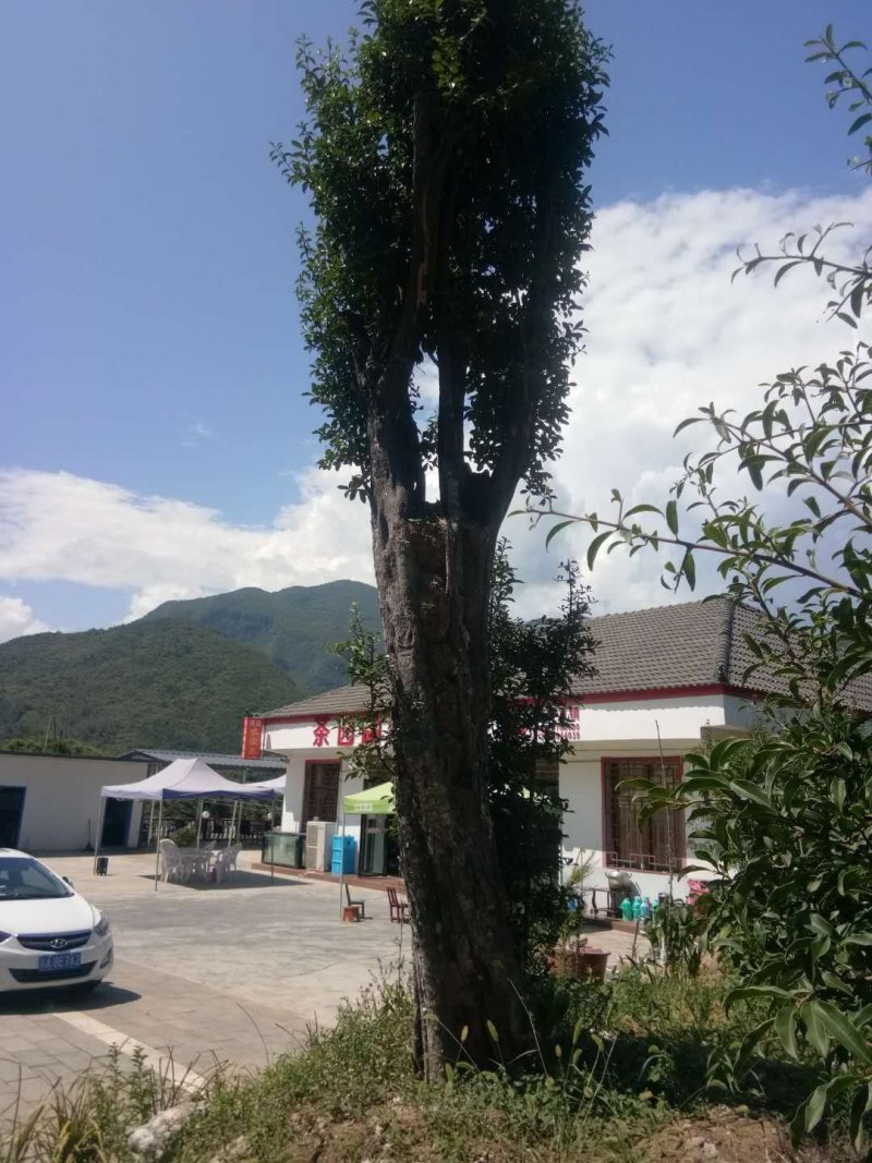 金弹子大熟桩