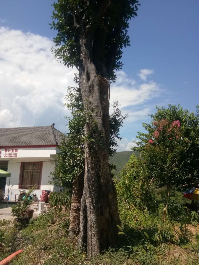金弹子大熟桩