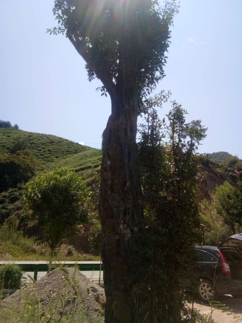 金弹子大熟桩