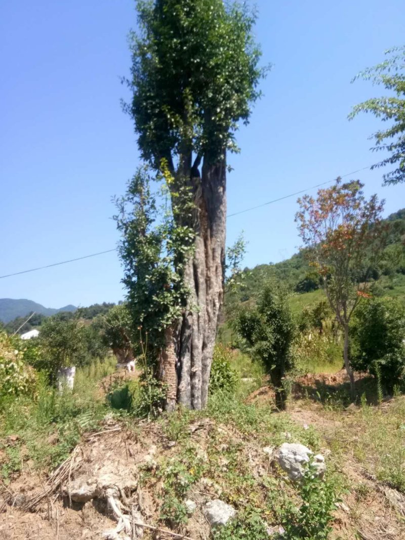 金弹子大熟桩
