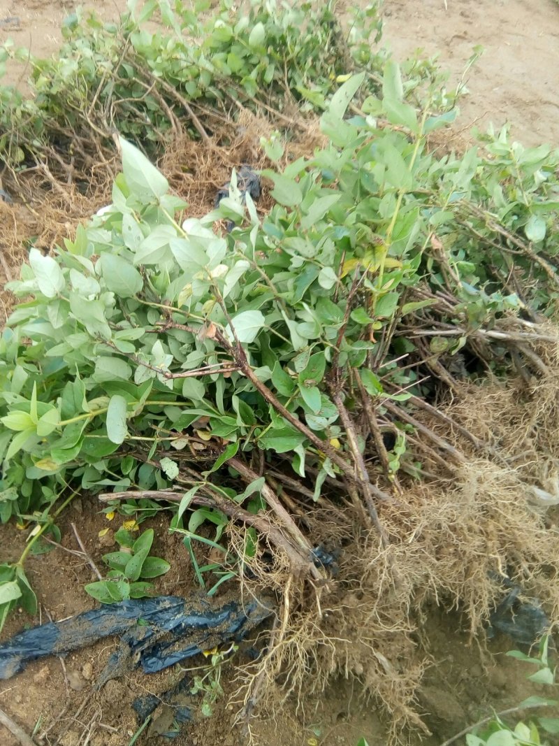 四季金银花苗