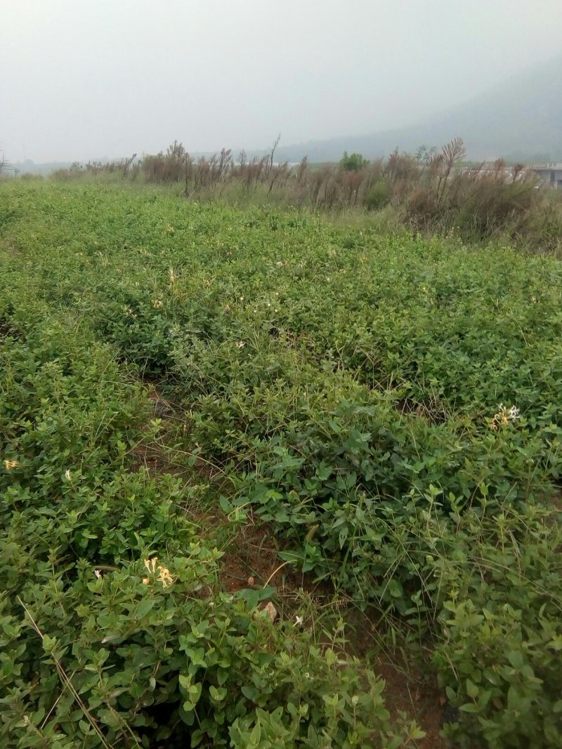 四季金银花苗
