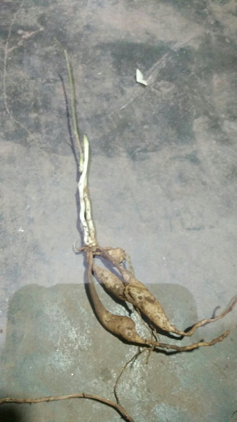 百部种苗