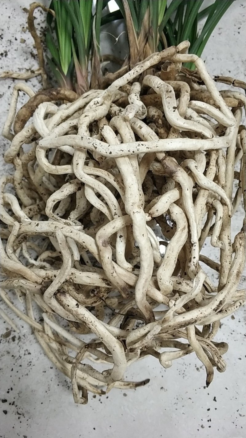 惠兰红香妃三年以上熟草