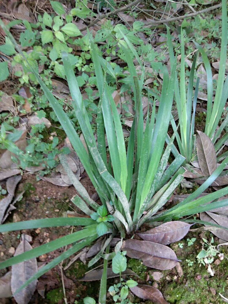 苍蒲苗