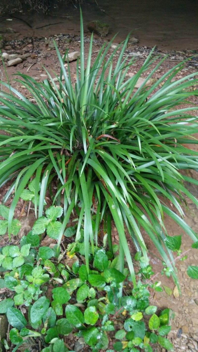 苍蒲苗