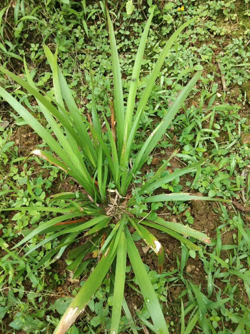 苍蒲苗
