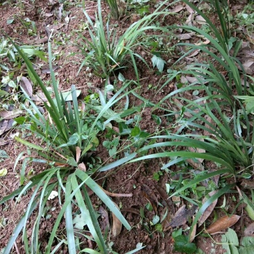 苍蒲苗