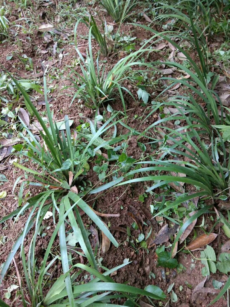苍蒲苗