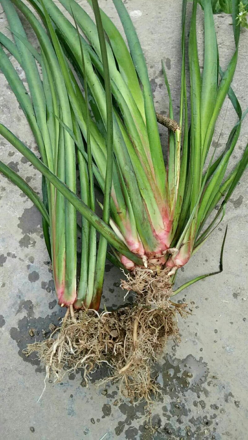 苍蒲苗