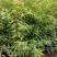 地径1公分到1.5公分，高度1.5米以上的木荷