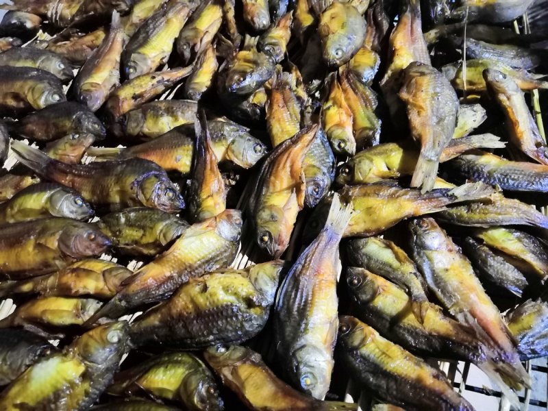 定购烟熏禾花鲤鱼腊鲤鱼活鱼熏制