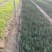 紫叶水腊扦插苗12公分至30公分高