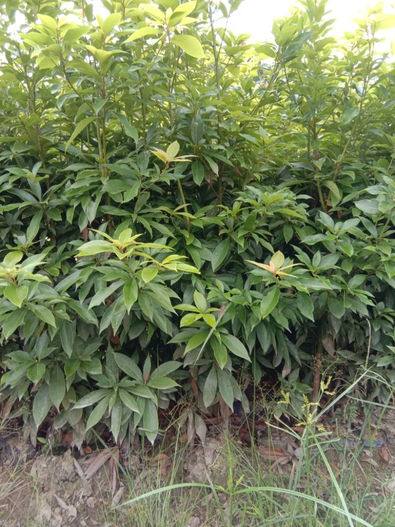 地径0.8到1.2公分高度1米到1.5米的闽楠杯苗