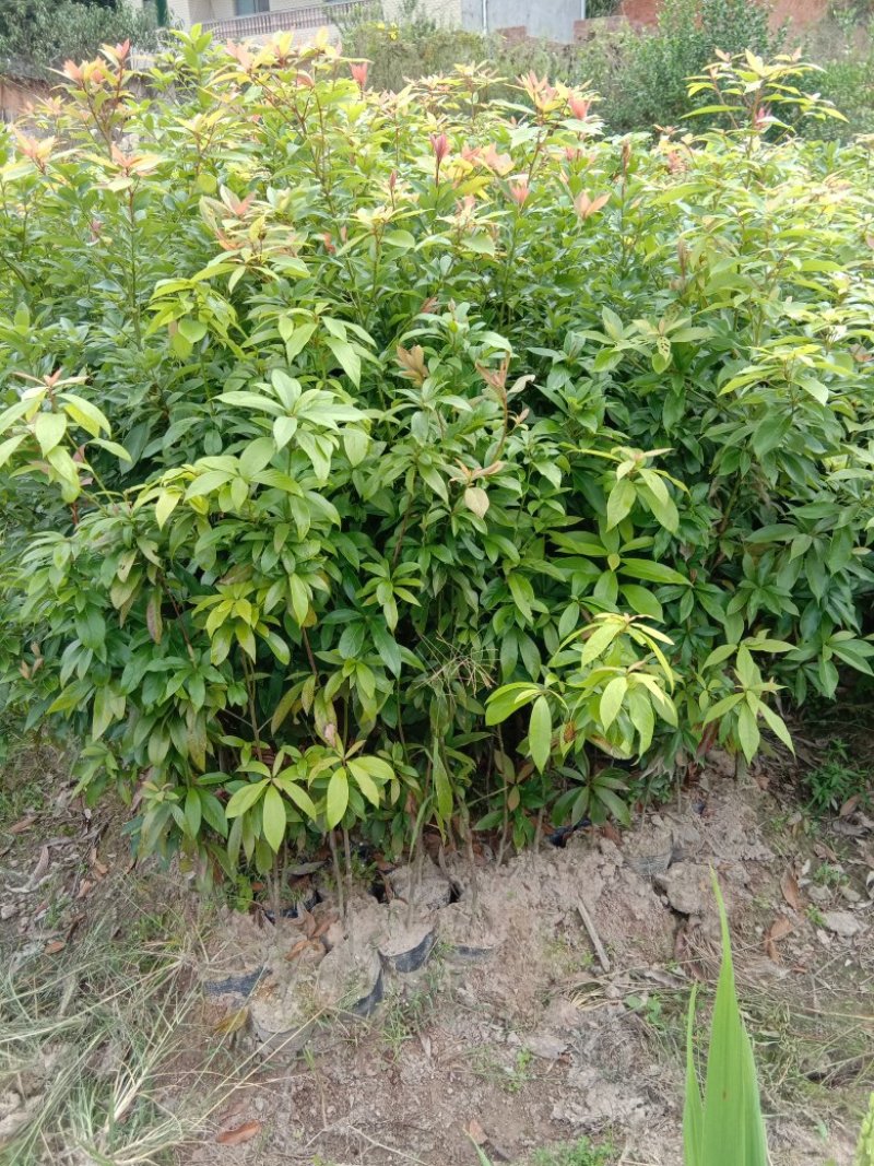 地径0.8到1.2公分高度1米到1.5米的闽楠杯苗