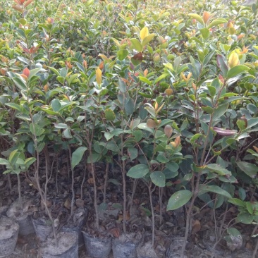 供应高度50公分到一米左右的油茶袋苗