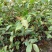 供应高度50公分到一米左右的油茶袋苗