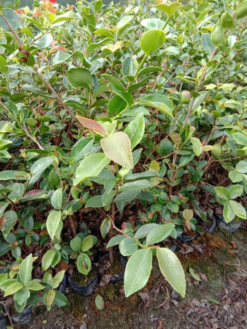 供应高度50公分到一米左右的油茶袋苗